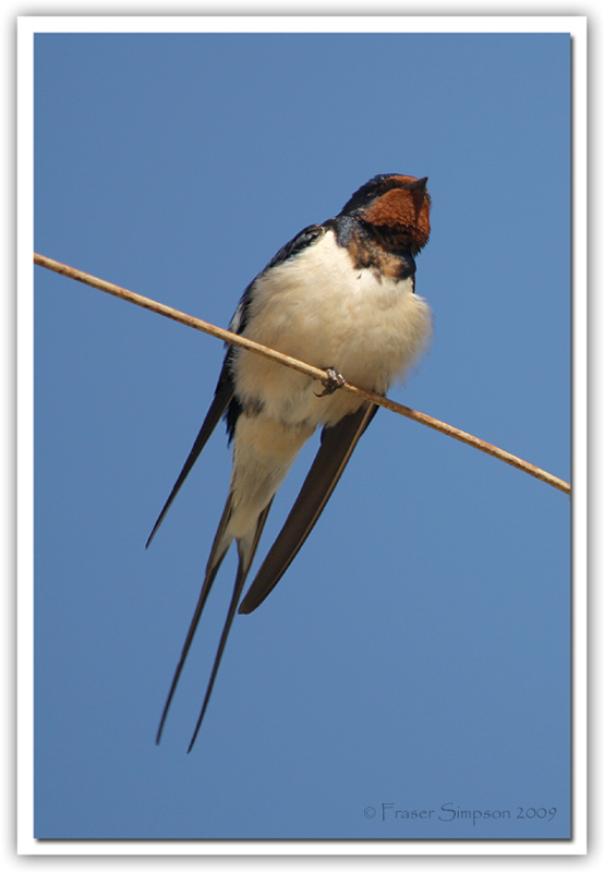 Barn Swallow, Hirundo rustica  2009 Fraser Simpson
