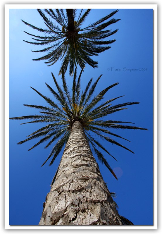 Avenida de la Playa palms  2009 Fraser Simpson