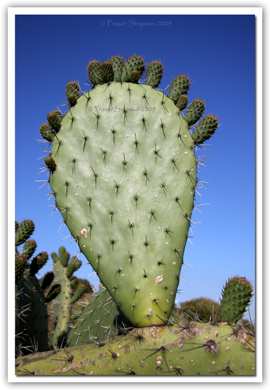 Prickly Pear, Opuntia fiscus-indica  2009 Fraser Simpson