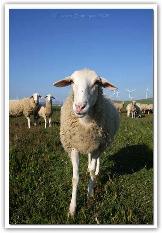 Zahara Sheep © 2009 Fraser Simpson
