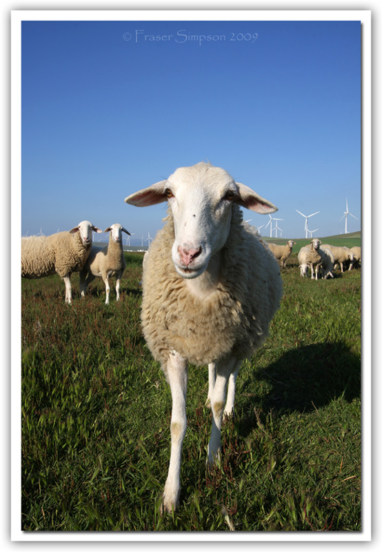 Zahara Sheep  2009 Fraser Simpson