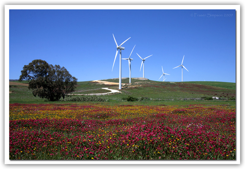 Windfarm & Wildflowers  2009 Fraser Simpson
