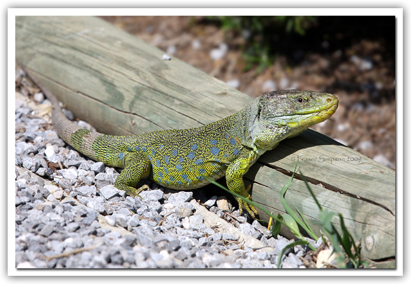 Ocellated Lizard, Lacerta lepida  2009 Fraser Simpson