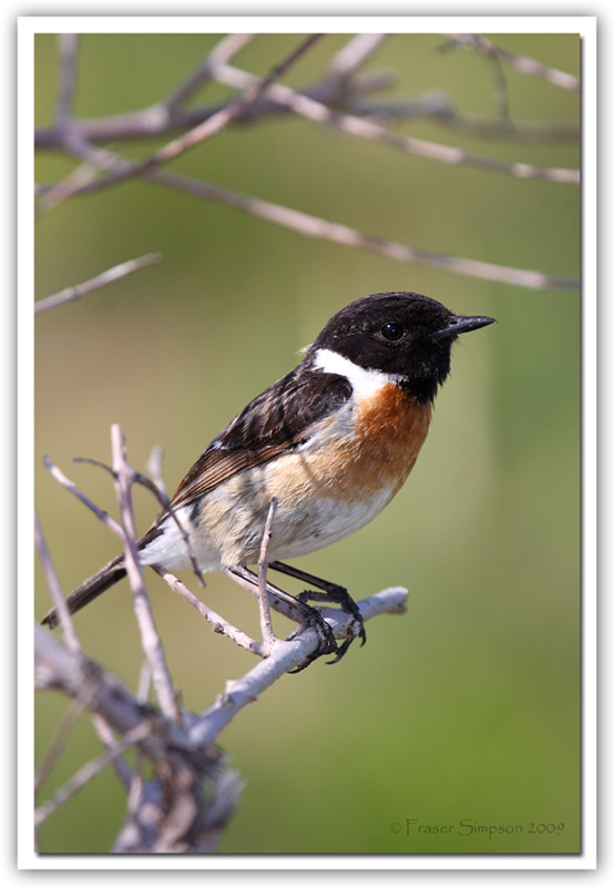 Stonechat, Saxicola torquata  2009 Fraser Simpson