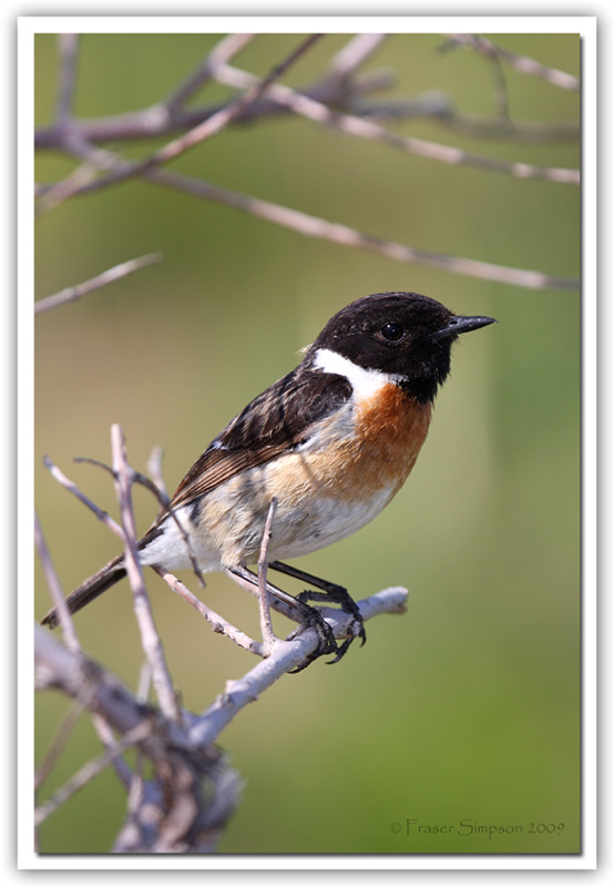 Stonechat (Saxicola torquata)