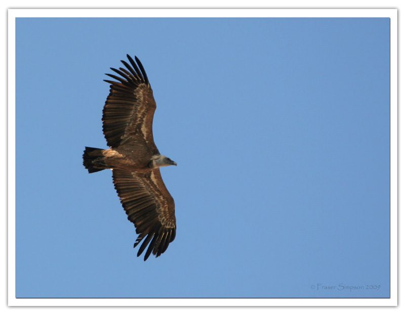 Griffon Vulture, Gyps fulvus © 2009 Fraser Simpson
