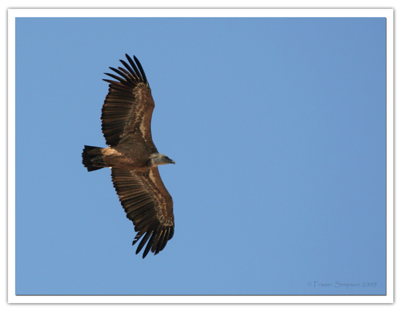 Griffon Vulture, Gyps fulvus  2009 Fraser Simpson