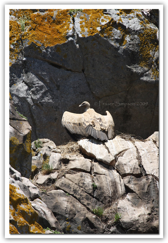 Griffon Vulture, Gyps fulvus  2009 Fraser Simpson