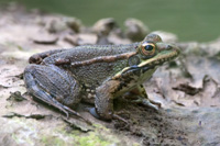 Iberian Water Frog  Fraser Simpson www.fssbirding.org.uk