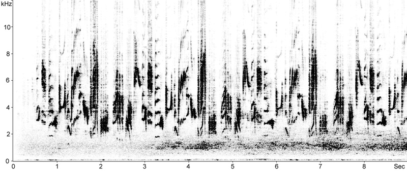 Sonogram of Melodious Warbler  (Hippolais polyglotta) song © Fraser Simpson