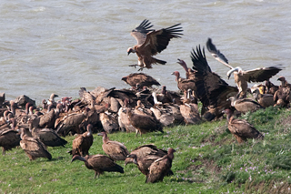 Eurasian Griffon Vulture (Gyps fulvus) © Fraser Simpson