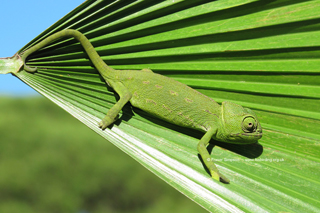 Mediterranean Chameleon (Chamaeleo chamaeleon)  Fraser Simpson