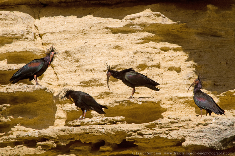 Northern Bald Ibis (Geronticus eremita)  Fraser Simpson