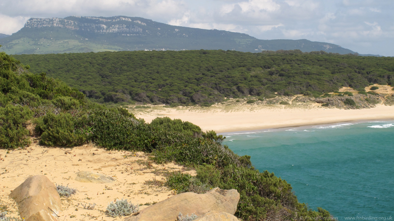 Umbrella Pine forest, Bolonia  Fraser Simpson