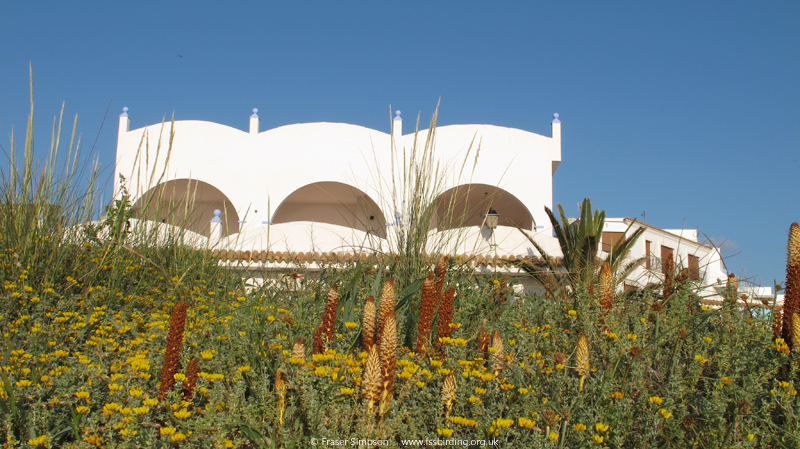 Orobanche creanta  Fraser Simpson