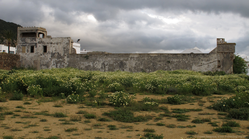Castillo de las Almadrabas  Fraser Simpson