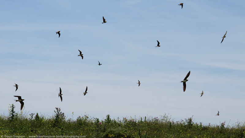 Collared Pratincole (Glareola pratincola)  Fraser Simpson