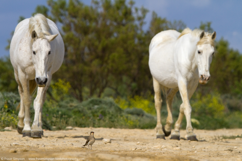Collared Pratincole (Glareola pratincola)  Fraser Simpson