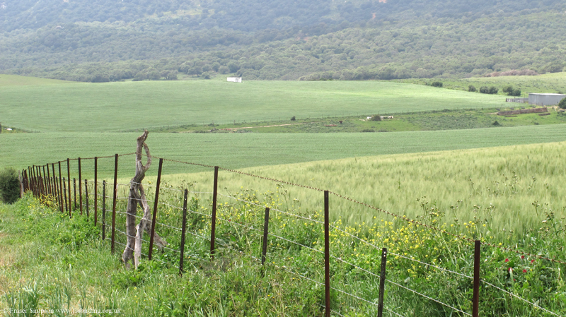 Cereal fields along the foot of the Sierra de Retin, La Zarzuela  Fraser Simpson