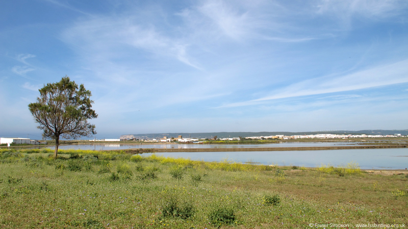 Marismas del Barbate  Fraser Simpson