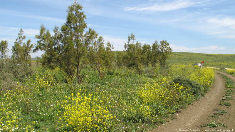 Marismas del Barbate  Fraser Simpson