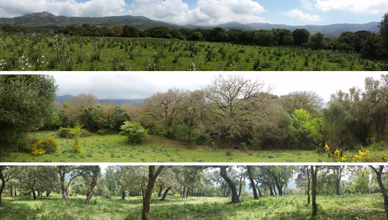 Oak forests in Valle de Ojn  Fraser Simpson