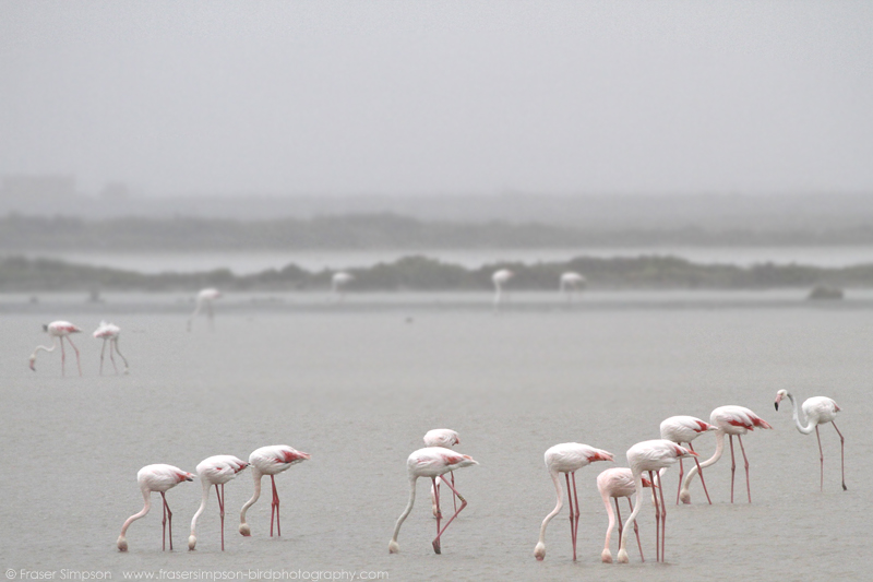 Greater Flamingo (Phoenicopterus roseus)  Fraser Simpson