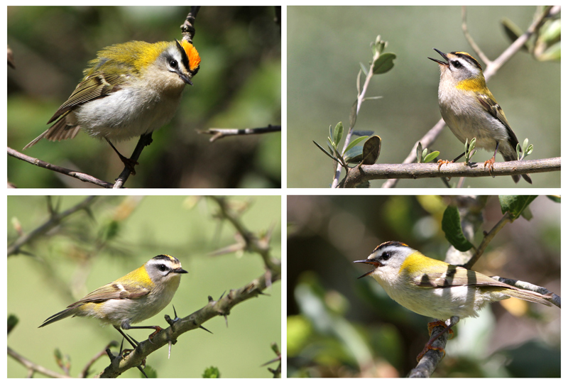 Firecrest (Regulus ignicapilla), Arroyo del Tiradero  Fraser Simpson