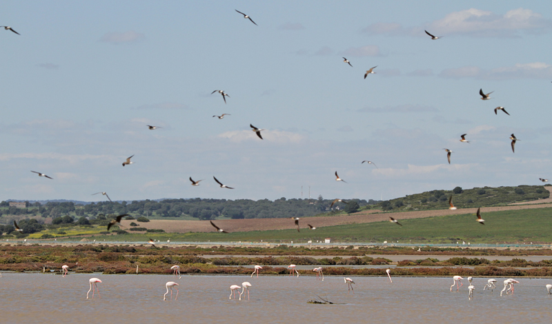 Greater Flamingos and Collared Prationcoles, Marismas del Barbate  Fraser Simpson