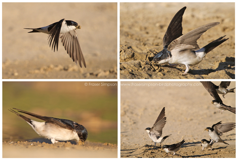 House Martins collecting mud, Zahara de los Atunes  Fraser Simpson