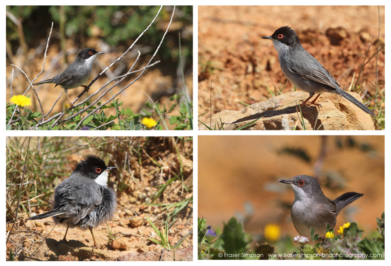 Sardinian Warbler (Sylvia melanocephala), Cabo de Gracia  Fraser Simpson