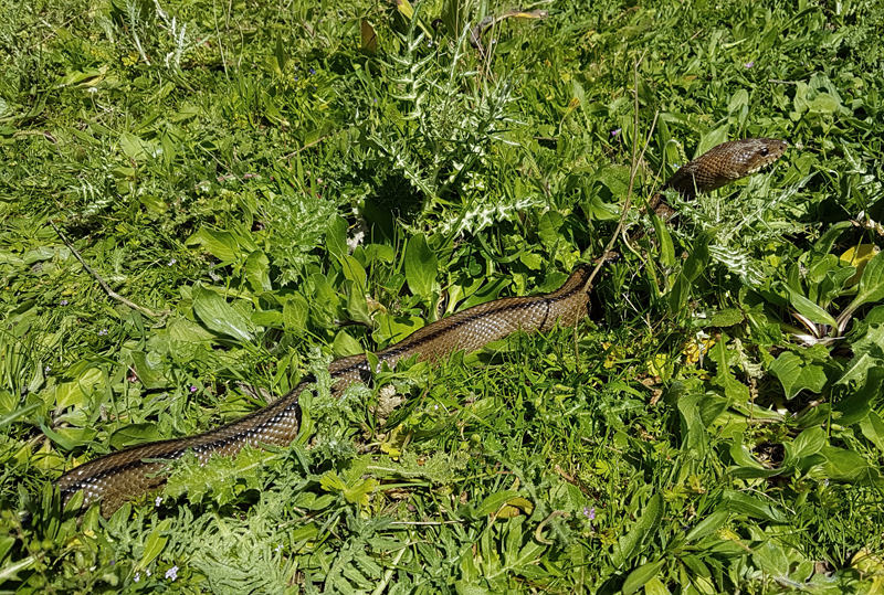 Ladder Snake (Rhinechis scalaris)  Fraser Simpson
