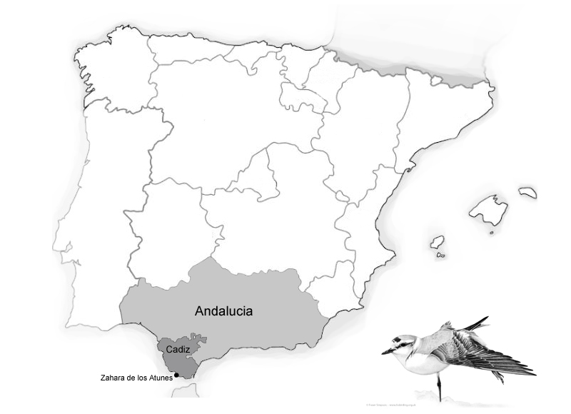 Map with Kentish Plover (Charadrius alexandrinus) drawing  Fraser Simpson