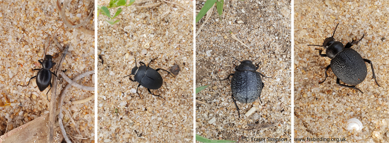 Beetles on the beach: Tentyria sp., Erodius sp., Pimelia sp., Pimelia sp., Zahara de los Atunes-Atlanterra, Spain  Fraser Simpson