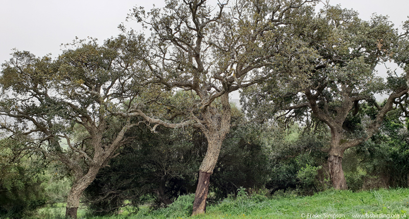 Cork Oaks (Quercus suber), Valle de Ojn, Parque Natural de los Alcornocales, Spain  Fraser Simpson