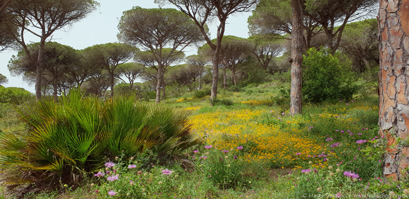 Stone Pine/Umbrella Pine (Pinus pinea), La Brea de Barbate, Andaluca, Spain  Fraser Simpson