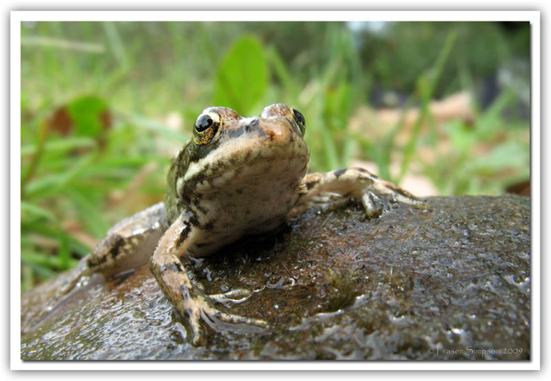 Iberian Water Frog, Rana perezi  2009 Fraser Simpson