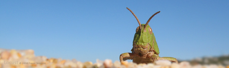 Earthling Stone Grasshopper (Euryparyphes terrulentus) © 2008 Fraser Simpson