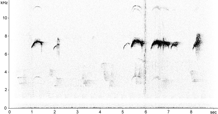 Sonogram of Cedar Waxwing calls