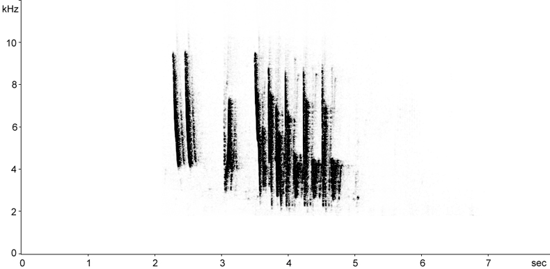 Sonogram of Cetti's Warbler song