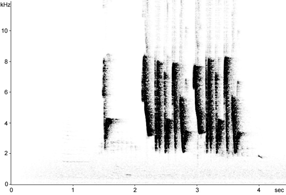 Sonogram of Cetti's Warbler song