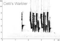 Cetti's Warbler sonogram  Fraser Simpson www.fssbirding.org.uk