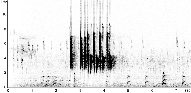 Sonogram of Cetti's Warbler song