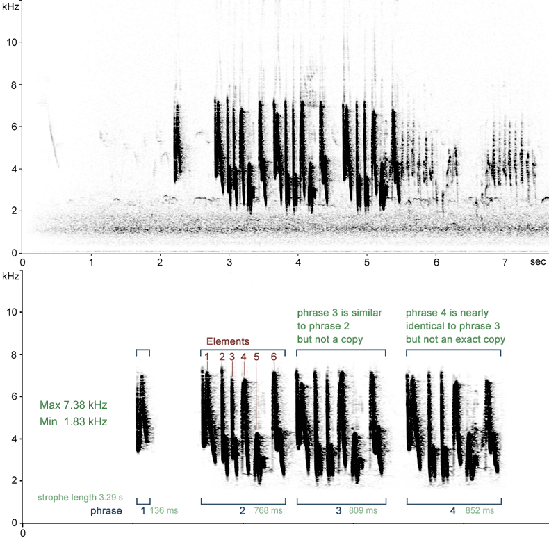 Sonogram of Cetti's Warbler song