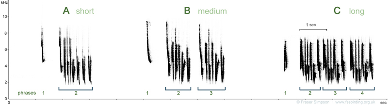 Cetti's Warbler song types at Rainham based on length and number of phrases © Fraser Simpson www.fssbirding.org.uk