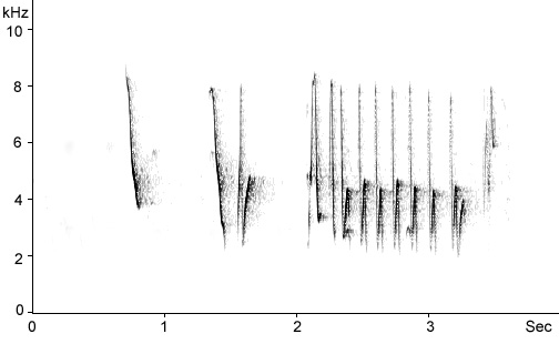 Sonogram of Cetti's Warbler song