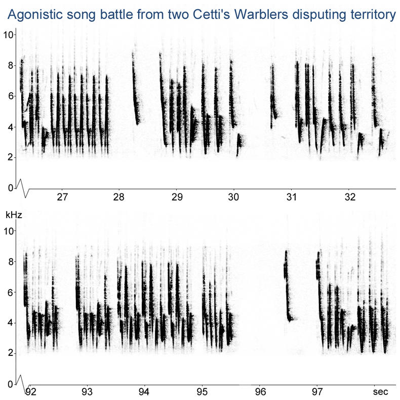 Sonogram of two male Cetti's Warbler disputing territory