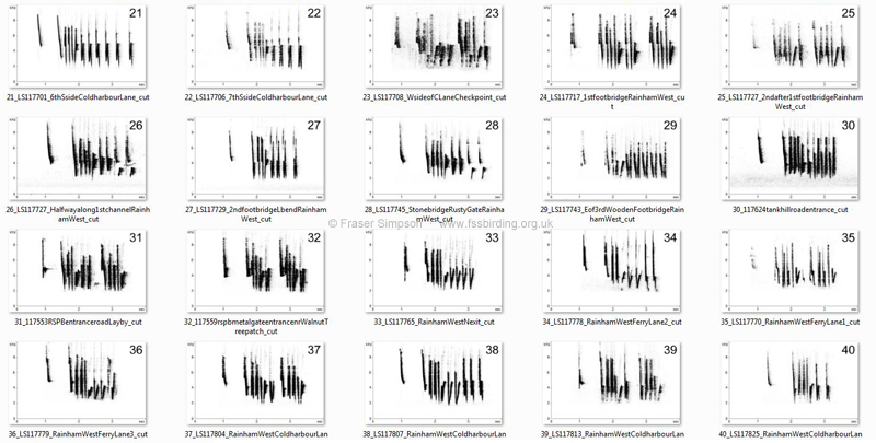 Here are the songs from 60 of the 62 Cetti's Warbler territories mapped (below) on my cycle to and from work, 