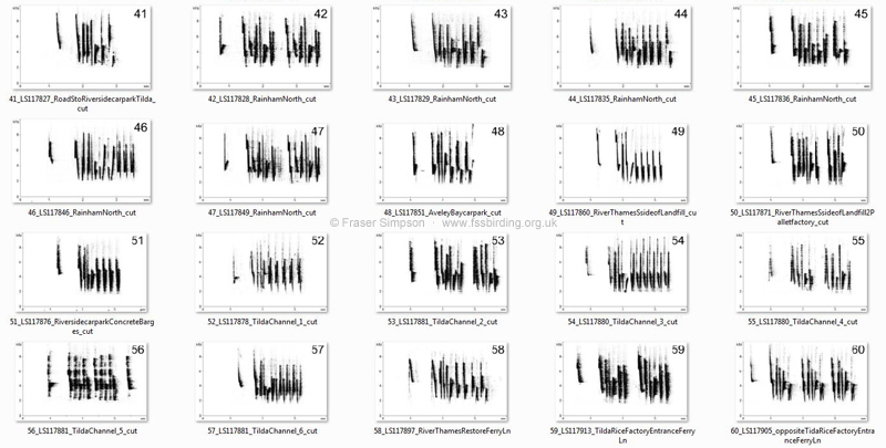 Here are the songs from 60 of the 62 Cetti's Warbler territories mapped (below) on my cycle to and from work, 