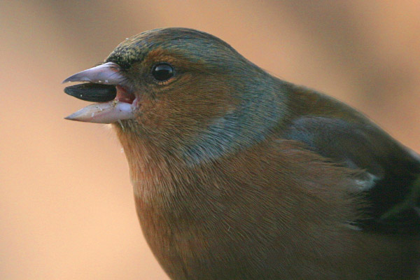 Chaffinch (male) �2005 Fraser Simpson